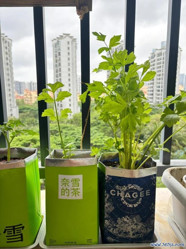 女子用奶茶杯水培多样蔬菜 网友：养花的绝顶是种菜