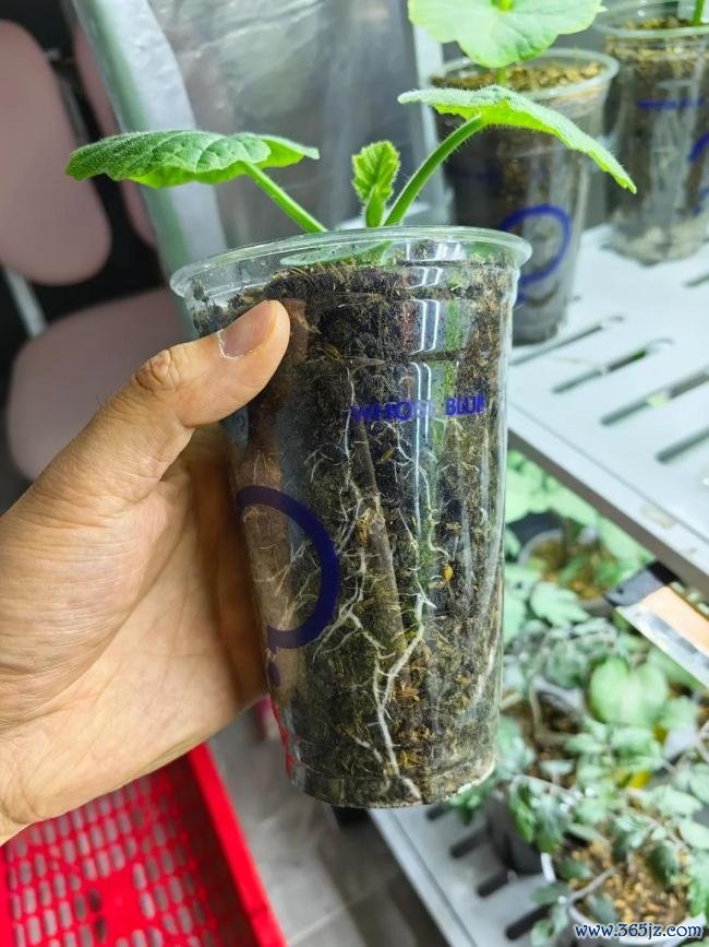 女子用奶茶杯水培多样蔬菜 网友：养花的绝顶是种菜