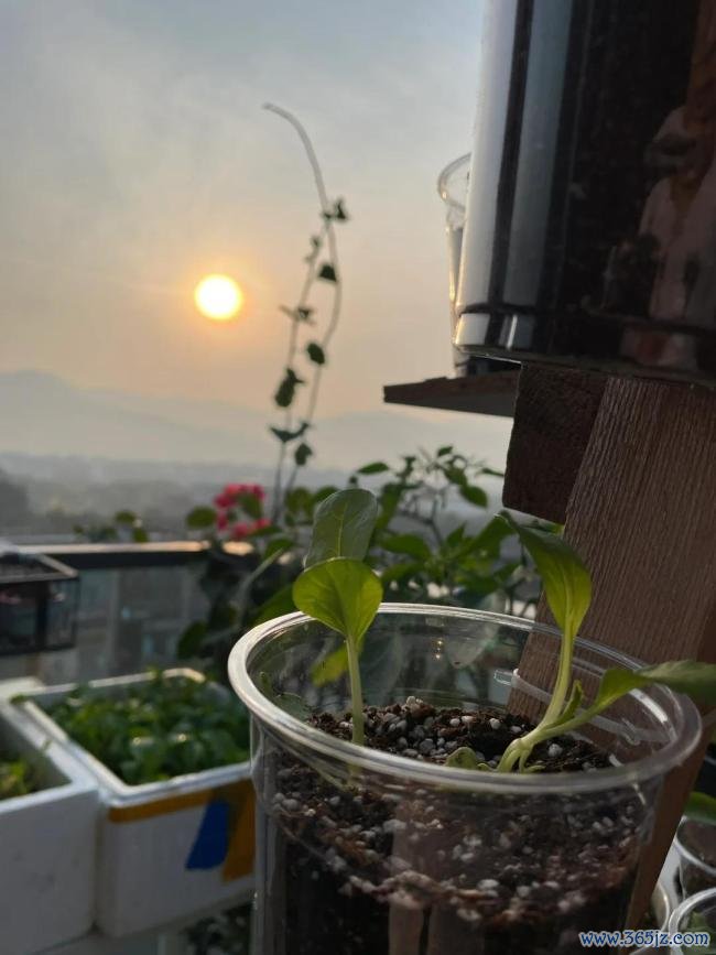 女子用奶茶杯水培多样蔬菜 网友：养花的绝顶是种菜