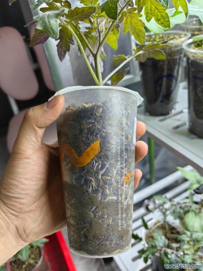 女子用奶茶杯水培多样蔬菜 网友：养花的绝顶是种菜