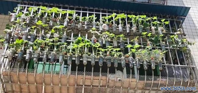 女子用奶茶杯水培多样蔬菜 网友：养花的绝顶是种菜