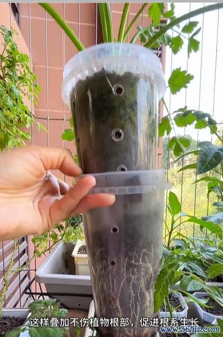 女子用奶茶杯水培多样蔬菜 网友：养花的绝顶是种菜