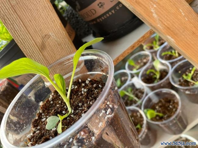 女子用奶茶杯水培多样蔬菜 网友：养花的绝顶是种菜