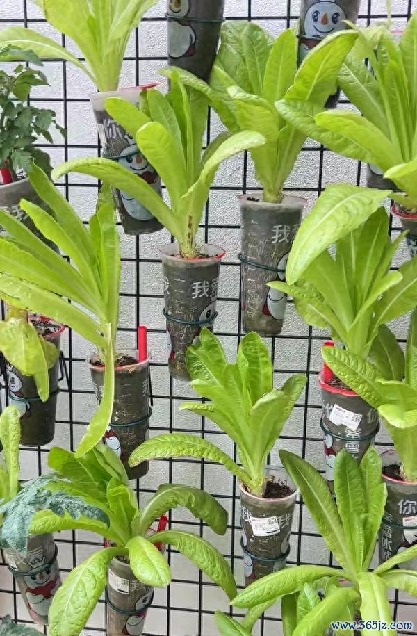 女子用奶茶杯水培多样蔬菜 网友：养花的绝顶是种菜