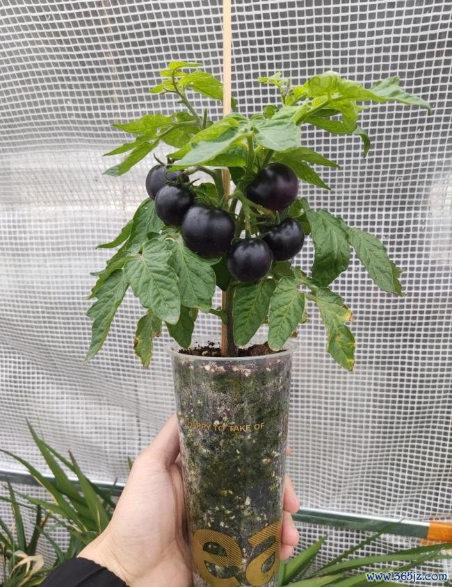 女子用奶茶杯水培多样蔬菜 网友：养花的绝顶是种菜